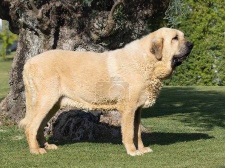 Photo for Spanish Mastiff pure bred dog adult yellow color standing on the grass - Royalty Free Image