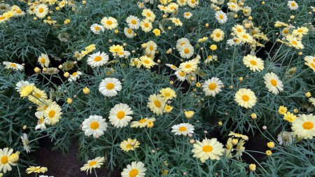 Group of potted white and yellow daisy flowers