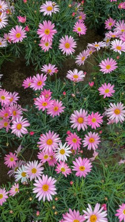 Group of potted pink daisy flowers in greenhouse