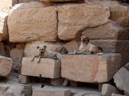 Guardián perros del templo Karnak santuario de Amón Luxor Egipto