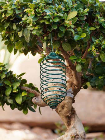 Gorriones comiendo en comederos de aves en un árbol en un jardín