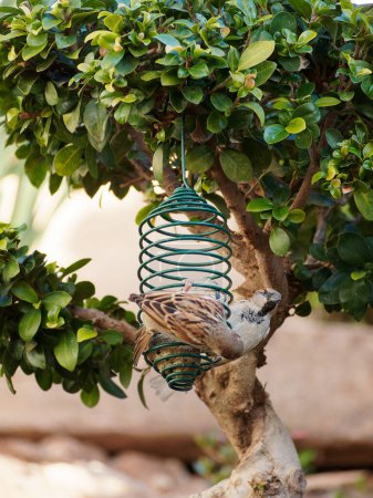 Sparrows eating at bird feeders on a tree in a garden