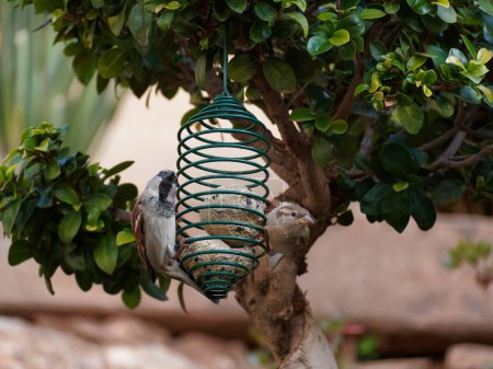 Gorriones comiendo en comederos de aves en un árbol en un jardín