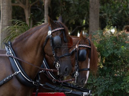 Chevaux avec des détails de sellerie pour chevaux de calèche à la Foire de Malaga