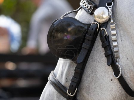 Chevaux avec des détails de sellerie pour chevaux de calèche à la Foire de Malaga