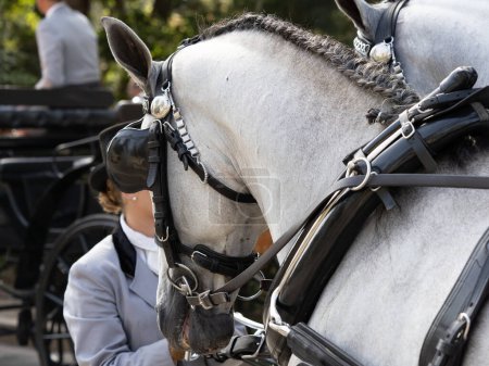 Horses with saddlery details for carriage horses at the Malaga Fair