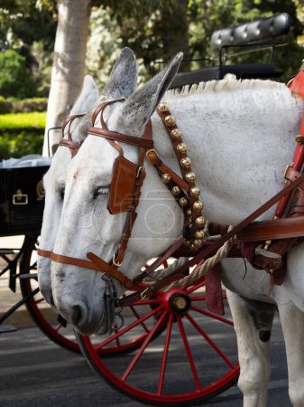 Ornaments on the head of carriage mules at the fair in Malaga