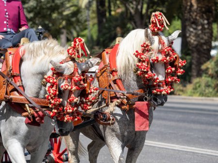Ornements sur la tête des mules de chariot à la foire de Malaga