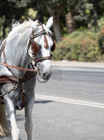 Adornos sobre la cabeza de mulas de transporte en la feria de Málaga