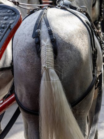Detail der Sattlerei für Pferdekutschen, die in ihrem Finish am Schwanz befestigt ist. Und Pferdeschwanz für Veranstaltung fixiert.