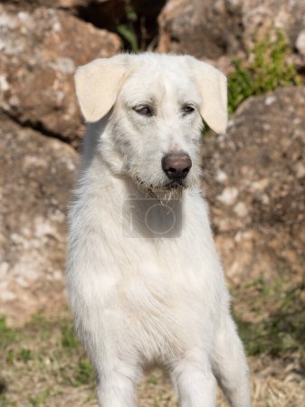 Portrait of Valdueza Montero hunting dog, a new pure Spanish native breed