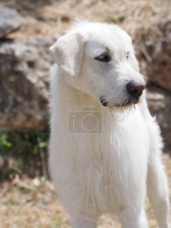 Portrait de chien de chasse Valdueza Montero, une nouvelle race pure espagnole indigène