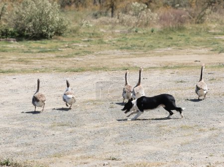 Purebred border collie shepherd dog leading a group of geese in the field