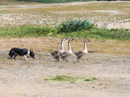 Reinrassiger Border Collie Schäferhund führt eine Gruppe Gänse auf dem Feld an