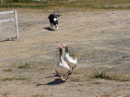 Reinrassiger Border Collie Schäferhund führt eine Gruppe Gänse auf dem Feld an