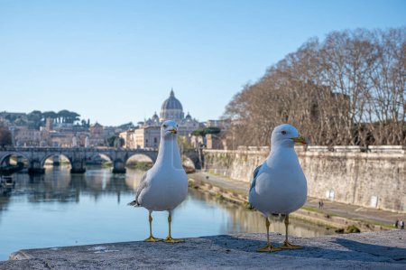Close-up view of two seagulls against the stunning backdrop of Rome, Italy. The iconic St. Angelo Bridge spans the tranquil river, leading the eye towards the majestic St. Peter's Basilica