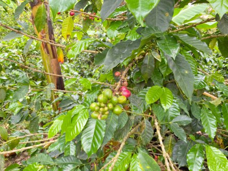Vue détaillée d'une plante de café avec des baies de café vert et rouge parmi des feuilles vertes luxuriantes, mettant en valeur les stades de croissance des grains de café.