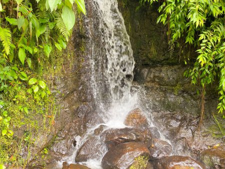 Gros plan d'une petite cascade en cascade sur des rochers entourés d'un feuillage vert vif de la jungle.