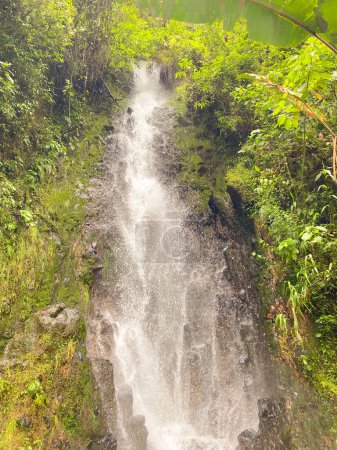 Une cascade pittoresque traversant un feuillage vert dense dans une forêt tropicale.