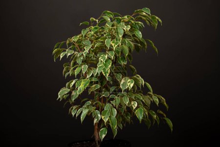 Téléchargez les photos : Belle plante d'intérieur luxuriante Ficus benjamina, communément appelé figuier pleureur, figuier benjamin ou ficus poussant dans la pièce moderne de la maison noire - en image libre de droit