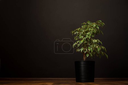 Téléchargez les photos : Plantes d'intérieur tendance ficus benjamina en pot contre le mur blanc dans l'intérieur moderne sous la lumière du soleil avec des ombres sur le fond du mur. Maison plantes concept de soins. - en image libre de droit
