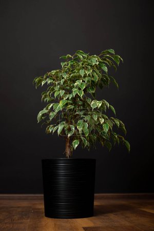 Téléchargez les photos : Ficus benjamina en pot. Plante d'intérieur figuier pleureur, benjamin figuier, ficus. - en image libre de droit