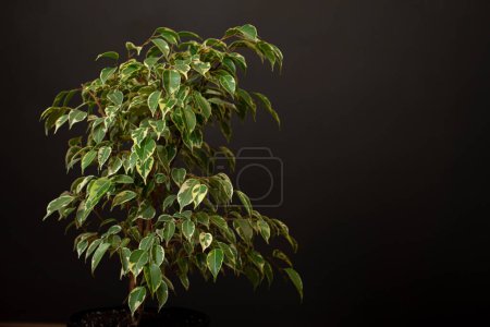 Téléchargez les photos : Ficus plant. Ficus tree. Ficus feuilles - en image libre de droit