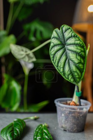 Alocasia Baginda Dragon Scale starting to bloom with a tiny white flower. Beautiful leaf of alocasia plant.