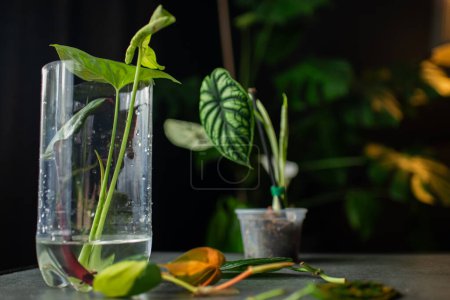 plants for Water propagation. Water propagation for indoor plants