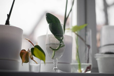 Home decor plant in water propagation. Water propagation for indoor plants