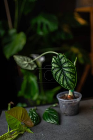 Small exotic tropical Alocasia Dragon scale house plant in flower pot with hydropnics expanded.