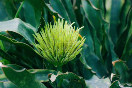Exotische frische grüne Blume Dracaena pethera, Sansevieria kirkii, bekannt als Star Sansevieria. Sukkulente Pflanze aus der Region Tansania in Ostafrika. Kegelförmiger Blütenstand im tropischen Garten