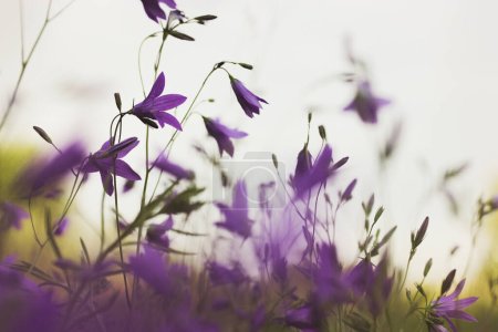 Violette lila Glockenblumen blühen auf einer Frühlingswiese. Blühendes Feld, Pflanzen im Sommergarten. Vintage-Blumenpostkarte für Glückwünsche zu Feiertagen. Wild blühendes Feld. Blumen anbauen.