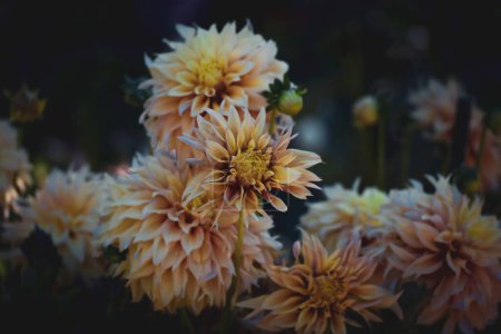 Téléchargez les photos : Creamy yellow chrysanthemums in an autumn park. Seasonal flowers growing in late summer - early fall. Frost-resistant plants in botanical garden. Beautiful buds with long petals on dark background. - en image libre de droit