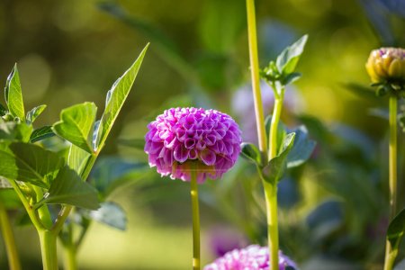 Foto de Pink dahlias blooming in botanical garden. Buds in full bloom on a bush. Autumnal flowers. Planting, growing and care of mums flowers. Franz Kafka type of pretty, miniature bright pink pompom flowers. - Imagen libre de derechos