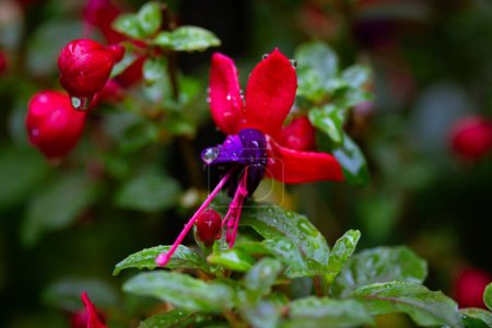Dwarf fuchsias with small purplish-pink inflorescences and raindrops on bell-shaped flowers hanging down. Petals with water droplets after rain watering. Care, cultivation of plants in the fall garden