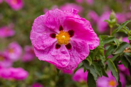 Bright pink rock-rose flower in a spring botanical garden. Cistus creticus is a species of shrubby plant in the family Cistaceae. A species of shrubby plant widespread in the Eastern Mediterranean. 