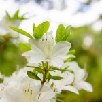 White azalea buds in full bloom on green natural background with space for text. Rhododendrons blossoming in spring botanical garden. Fragrant flowers on shrub in summer. White petals floral wallpaper