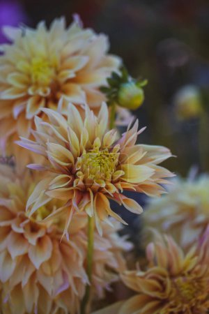 Téléchargez les photos : Creamy yellow chrysanthemums in an autumn park. Seasonal flowers growing in late summer - early fall. Frost-resistant plants in botanical garden. Vertical backdrop of beautiful buds with long petals. - en image libre de droit