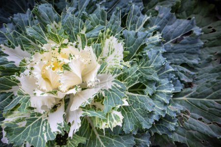 Photo for Large green and white decorative cabbage background and texture top view. Flowering plant in a bed in the vegetable garden in the fall. Curly leaves of blooming cabbage used for landscaping and eating - Royalty Free Image
