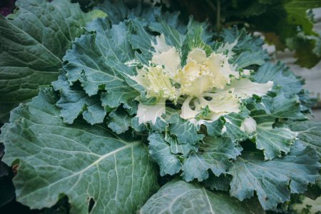 Photo for Large green and white decorative cabbage background and texture top view. Flowering plant in a bed in the vegetable garden in the fall. Curly leaves of blooming cabbage used for landscaping and eating - Royalty Free Image