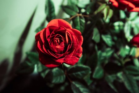 Téléchargez les photos : Belles pétales rouges parfumés de bouton de rose parmi la vue de feuillage vert d'en haut. Fleurs en pleine croissance dans le jardin botanique, rosarium. Plantes destinées à la production de cosmétiques. Fleurs roses buisson fond. - en image libre de droit