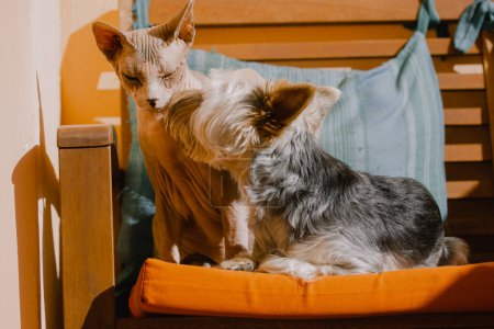 Sphinx cat and little dog lying next to each other on the couch. A bald Canadian Sphynx cat, a Yorkshire Terrier puppy sleeping on an orange sofa. Lovely pets, domestic animals at home. Canine lapdog.