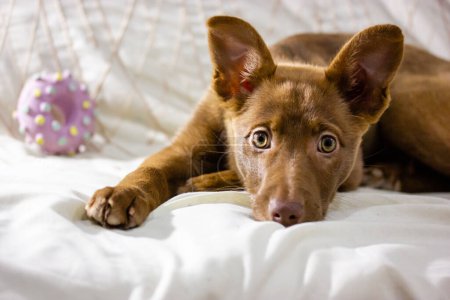 Podenco ibicenco, Ibisan Windhund Jagdhund. Porträt eines lustigen rot-braunen Welpen mit traurigen Augen, der drinnen auf einem Sofa liegt. Haustier beim Spielen mit einem Spielzeug. Mischlingshund entspannt.