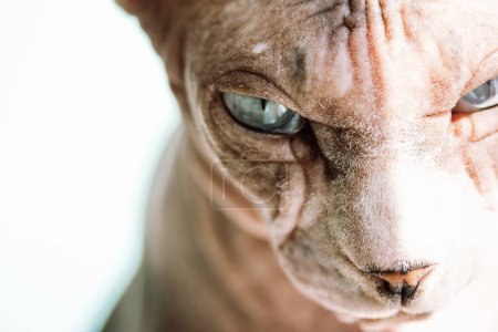 Bald Canadian Sphynx breed cat portrait. Background wallpaper with kitty, feline animal, pet. Unusual hairless sphinx cat with serious facial expression. Veterinary concept. Animals care.