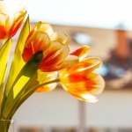 A bouquet of orange white tulips in glass vase stands on a window sill in modern apartment against residential building house facade background. Cozy atmosphere at home. Spring bulb flowers in bloom.