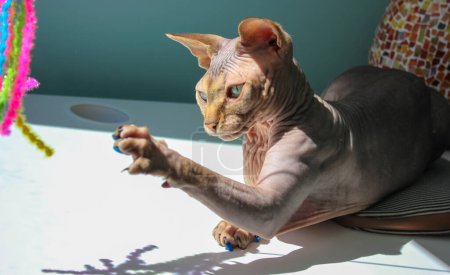 Glatzköpfige graue kanadische Sphynx-Katze spielt aktiv mit einem bunten, hellen Tierspielzeug. Haustier zu Hause. Verspieltes, haarloses Katzenbaby im Haus. Verspielte Sphinx-Katze spielt Tapete. Tiere züchten.