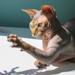 Bald brown grey Canadian Sphynx cat active playing with a colorful bright pet toy. Domestic animal at home. Playful hairless feline pet indoors. Playful sphinx cat plays wallpaper. Animals breed.
