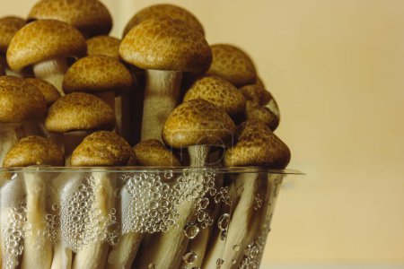 Foto de Fresh raw brown shimiji or shimeji mushrooms in a plastic package selective focus. Hypsizygus tessulatus is a mushroom native to East Asia. Vegetarian vegan healthy food plant. Beech mushroom backdrop - Imagen libre de derechos
