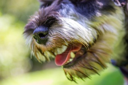 Téléchargez les photos : A portrait of a miniature puppy Zwergschnauzer with open mouth on a green lawn on nature in sunny day. Hunting, guarding dogs breed. A doggy walking outdoors. Canine animal, pet in green park, woods. - en image libre de droit